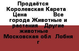 Продаётся!     Королевская Карета › Цена ­ 300 000 - Все города Животные и растения » Другие животные   . Московская обл.,Лобня г.